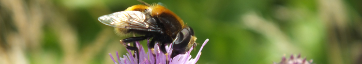 Hommel op distel