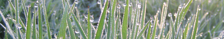 Gras met dauwdruppels